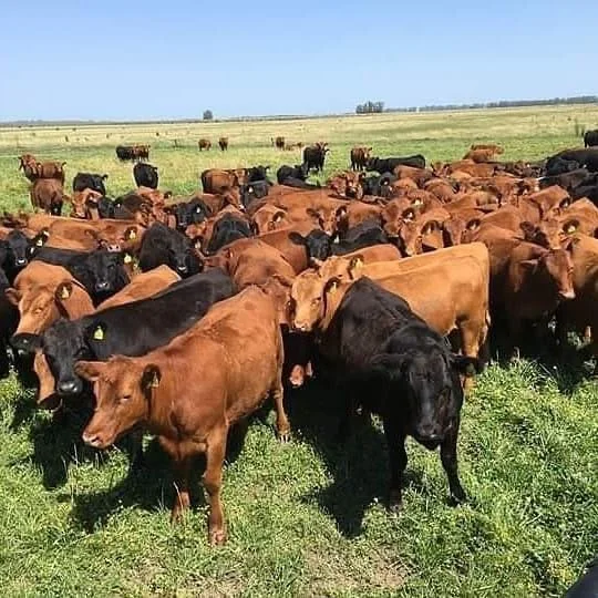 Rebanho bovino reunido no campo